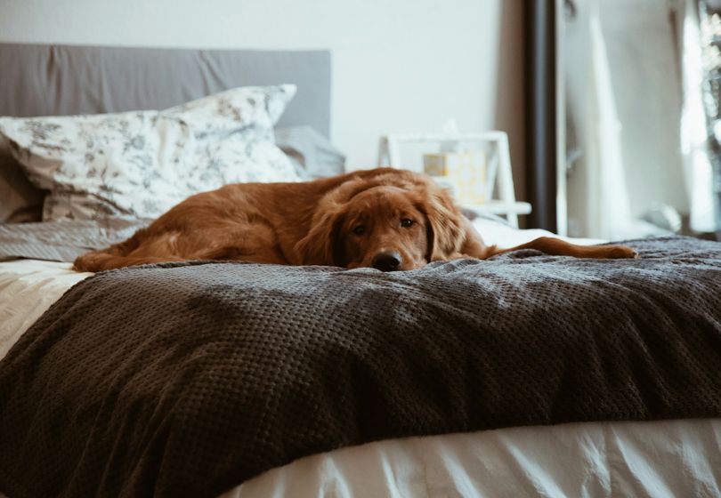 10 Signs Your Dog Is Truly Happy