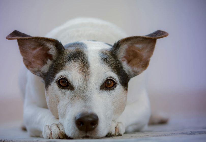 5 Signs Your Dog Needs a Veterinarian Right Now