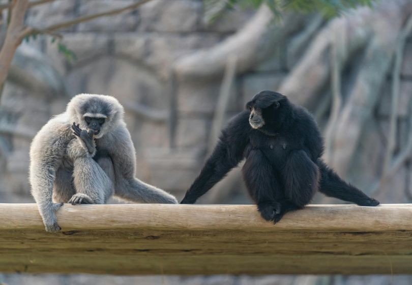 Detentores de Recordes Animais: Quem É o Mais Rápido, Mais Forte e Mais Inteligente na Natureza