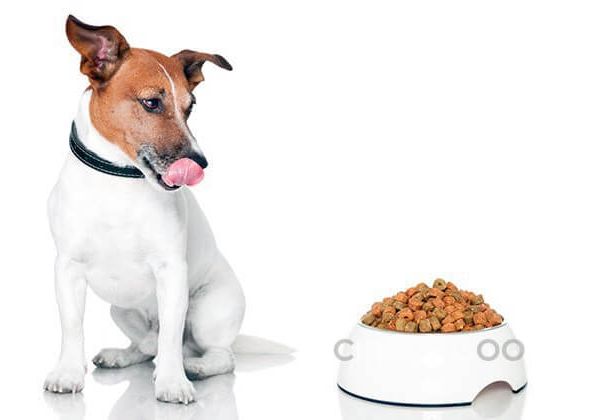 Dog Food: Key Aspects of Choosing for Your Pet's Health and Happiness