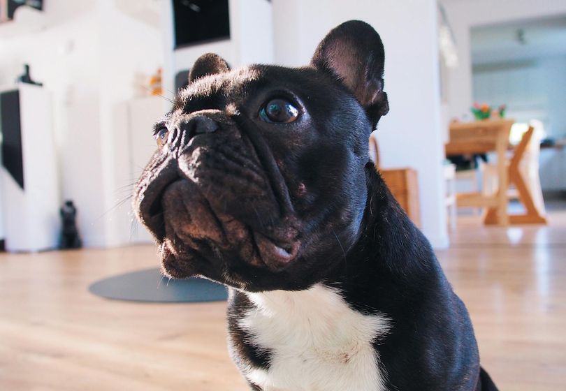 French Bulldog in an Apartment: Care Tips and Living Essentials