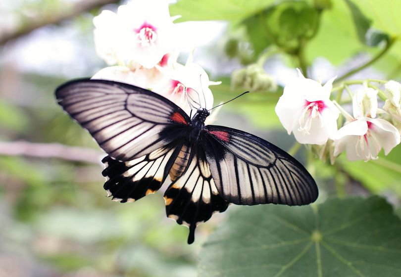 Como Atrair Abelhas e Borboletas para o seu Jardim: Dicas de Ecologistas