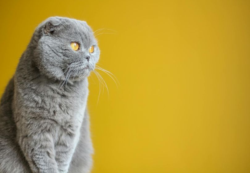 How to Care for a British Shorthair Cat: Tips from Breeders
