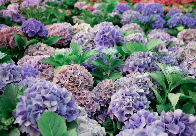 Comment prendre soin des hortensias au printemps : Taille, Apport en Engrais et Arrosage