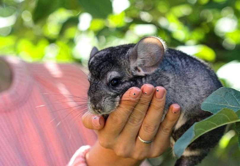 Cómo Elegir Comida para una Chinchilla: Nutrición Adecuada Sin Errores