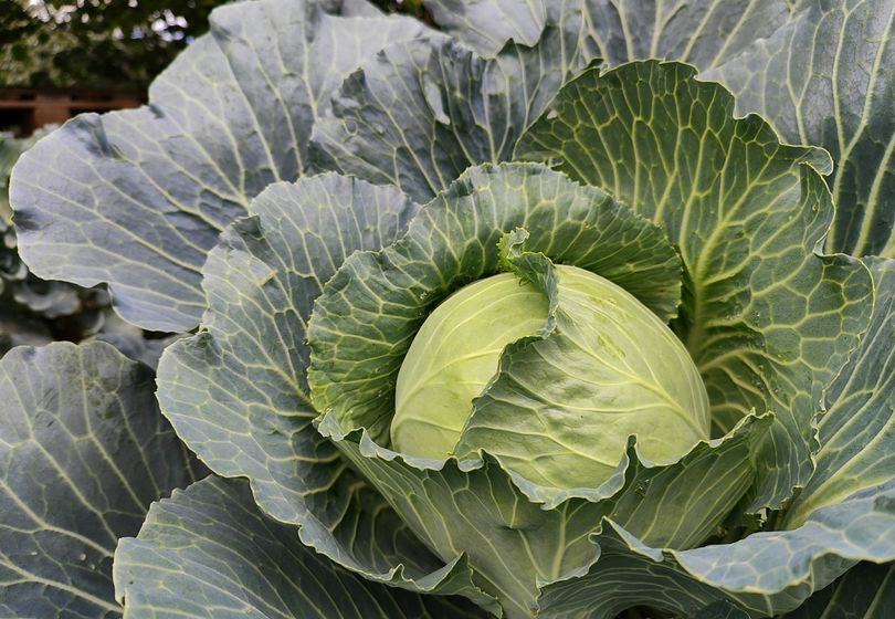 Winter Giant: How to Grow Cabbage That Survives Frost Without Cover