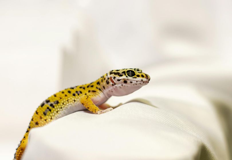 Lagarto-Leopardo: O Guia Perfeito de Configuração de Terrário e Cuidados para Iniciantes