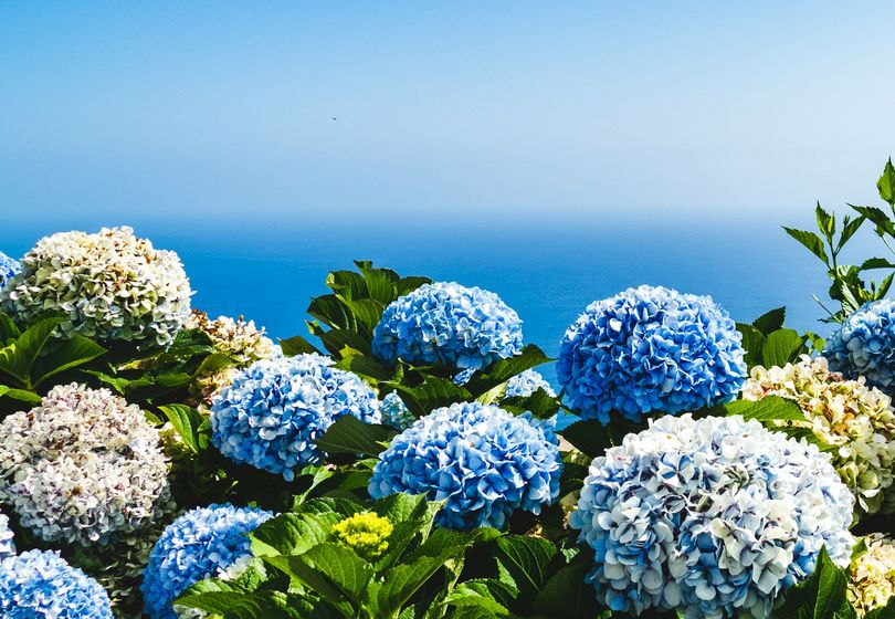Ortensie Dignose di Pinterest: Come Coltivare Fioriture Rigogliose Anche Senza Esperienza