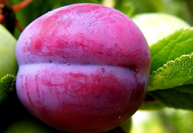 Luumupuut Puutarhassa: Kuinka Suojata Sadonkorjuusi Tuholaisilta ja Taudeilta