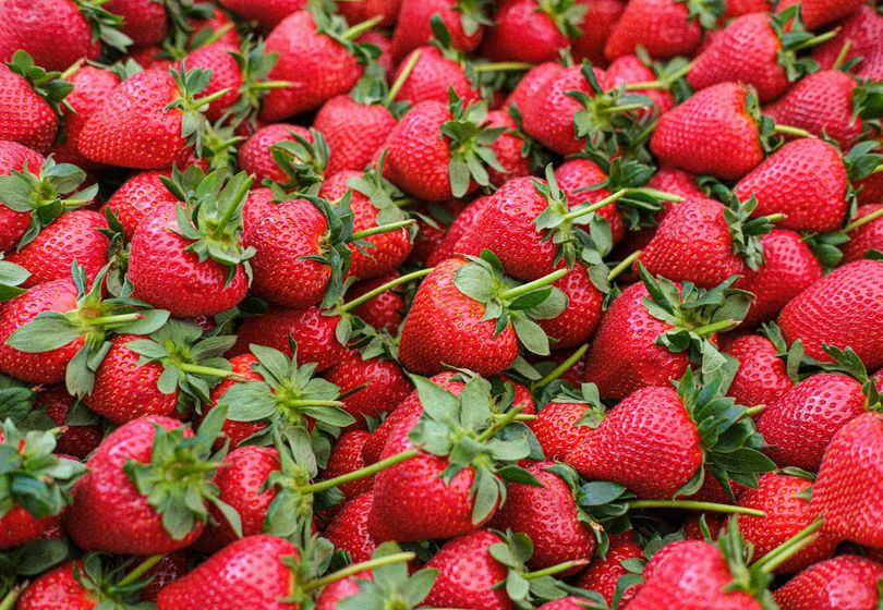 Fresas en el Jardín: Cómo Obtener una Cosecha Abundante de Deliciosas Bayas