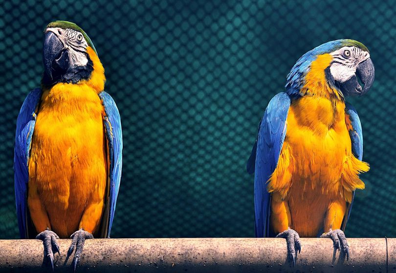 Talking Parrots: How and Why They Imitate Human Speech?