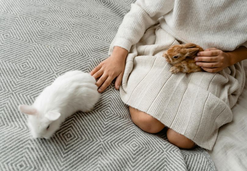 The Ideal Apartment Pet: 7 Unexpected Choices