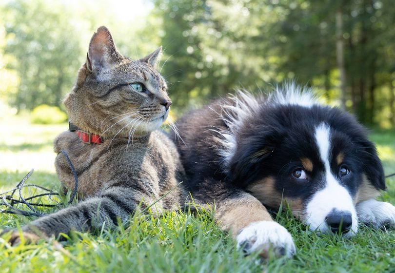 The Secret Language of Tails: What Micro-Movements in Dogs and Cats Really Mean