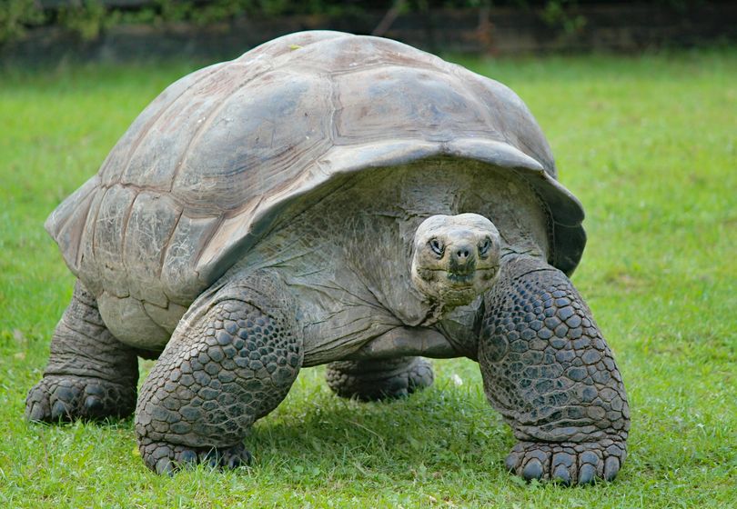 Unusual Friendships in the Animal World: Stories That Will Surprise You