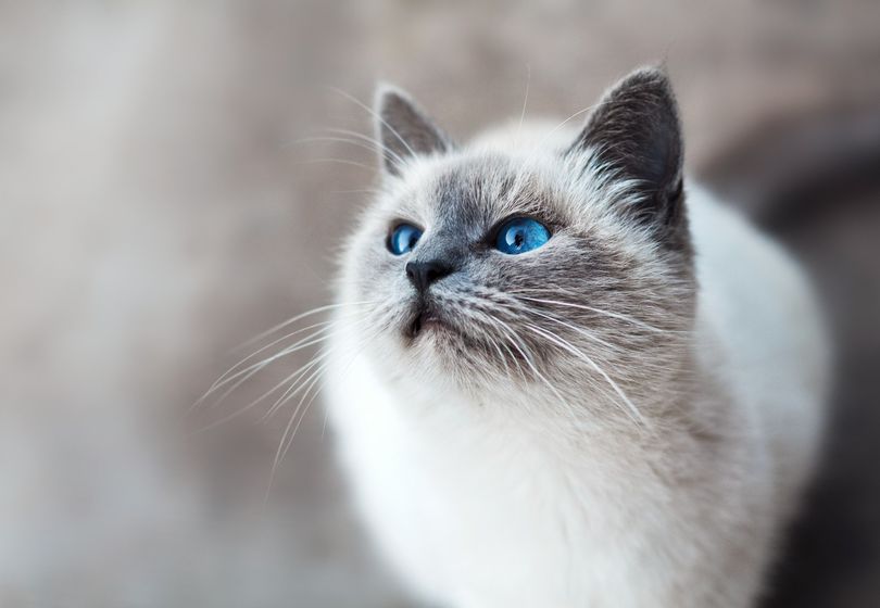 Where to Place the Cat Litter Box: 3 Rules Even Experienced Owners Often Forget