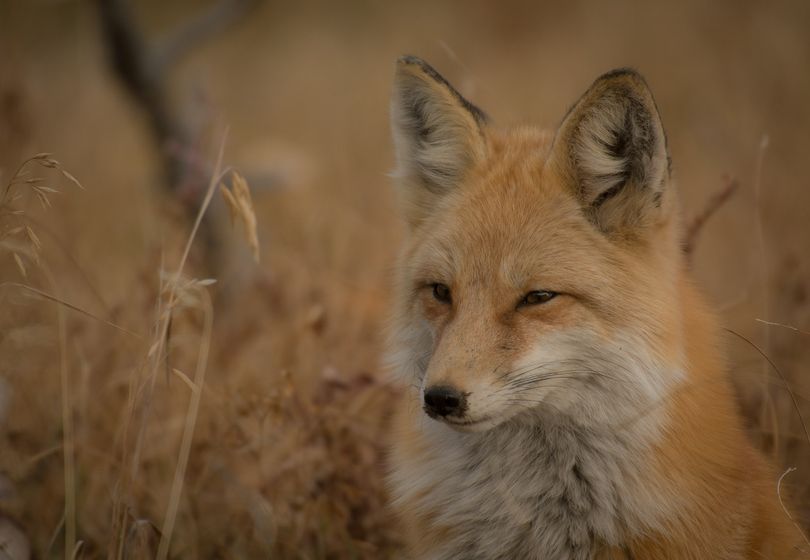 Why Foxes Adapt So Well to Living Near Humans
