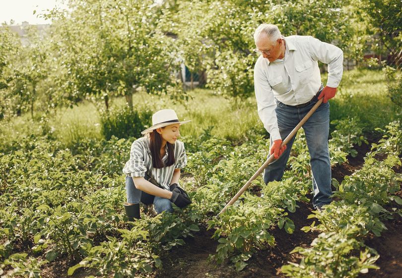 Kompostieren 101: Aus Küchenabfällen nährstoffreichen Boden machen