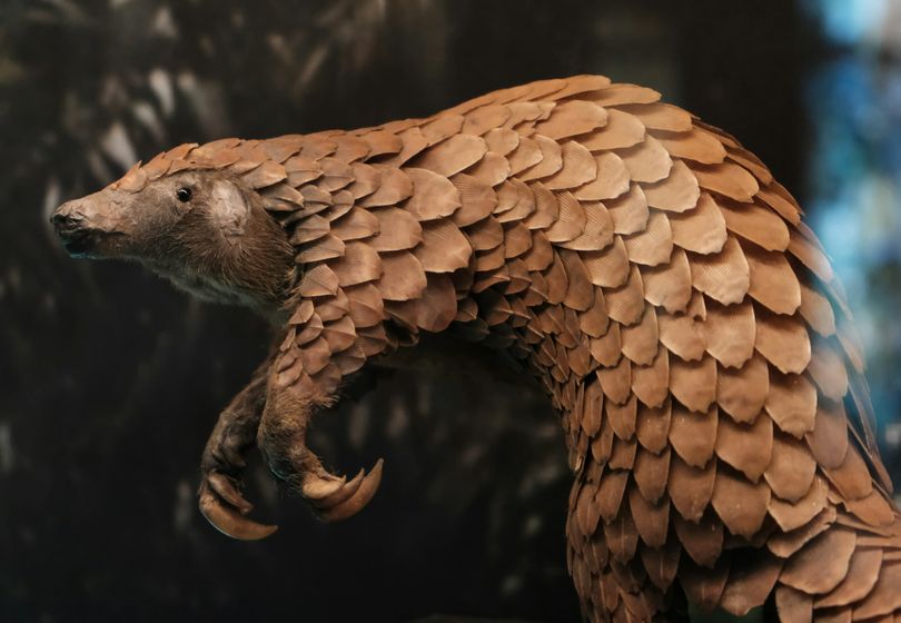 5 Animals That Will Change the Way You See Nature – #3 Is Simply Incredible!