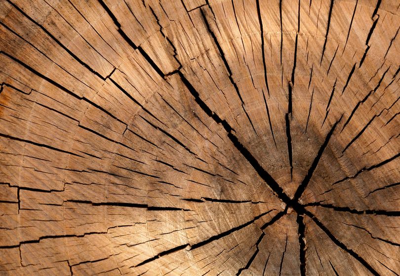 5 Eco-Friendly Materials in Furniture: Choose a Stylish Wardrobe Made from Natural Components