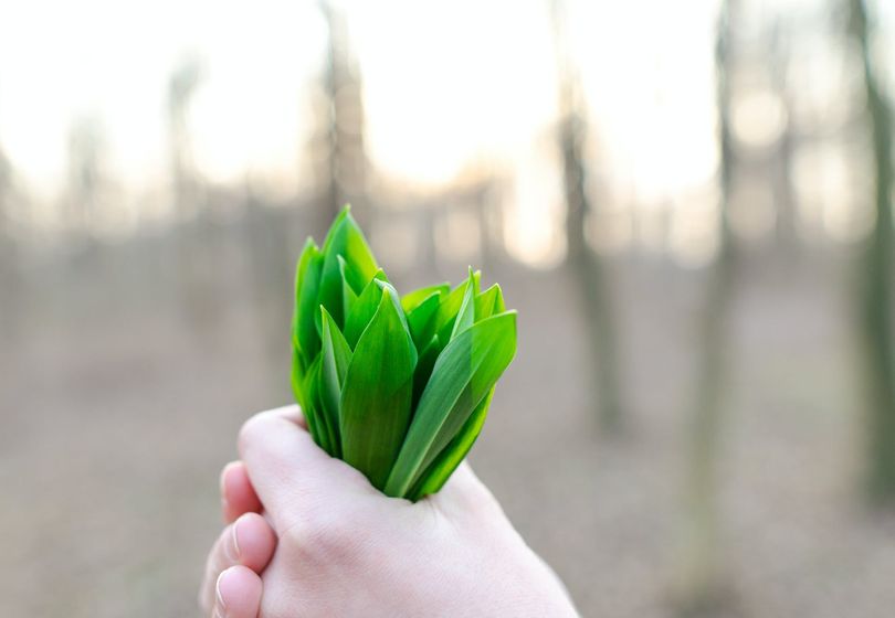 Edible Landscape Design: Creating Beautiful Gardens that Nourish