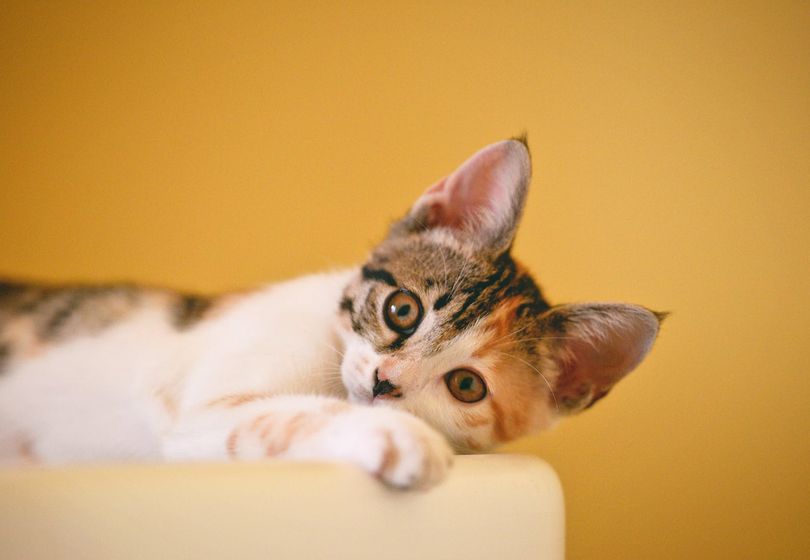 Exploring Different Types of Cat Litter: Finding the Right Fit for Your Feline Friend

Translation:
Die Erkundung verschiedener Arten von Katzenstreu: Die richtige Wahl für Ihren felinen Freund finden.