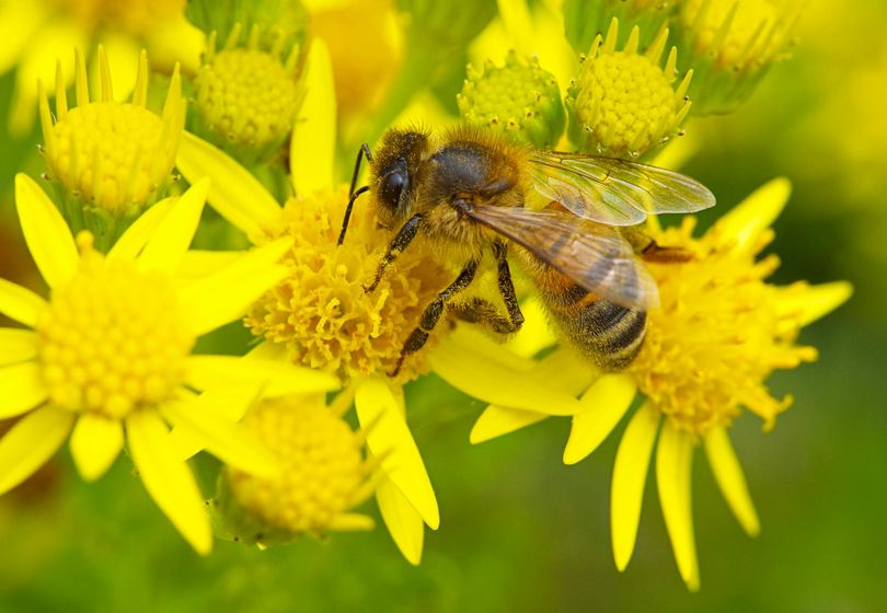 Attracting Beneficial Insects: Flower Beds and Plantings for Pollinators