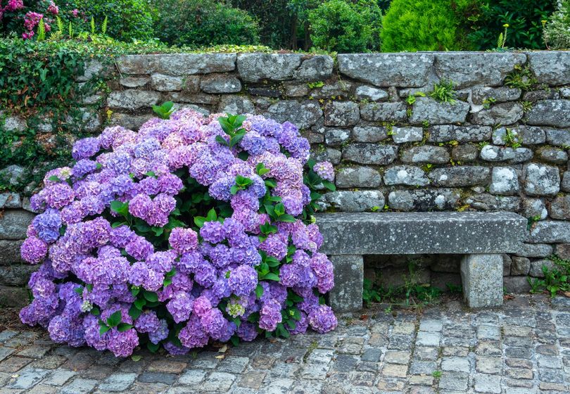Decorative Shrubs for a Cozy and Stylish Garden