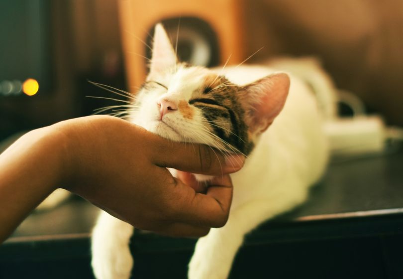 Flea Drops for Cats: How to Choose a Safe Dosage by Weight