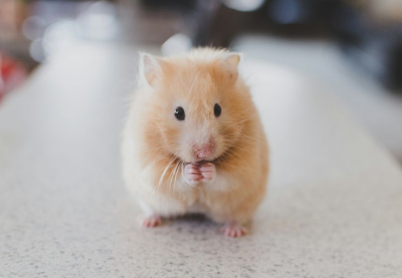 Hamster as a Child’s First Pet: Pros and Cons