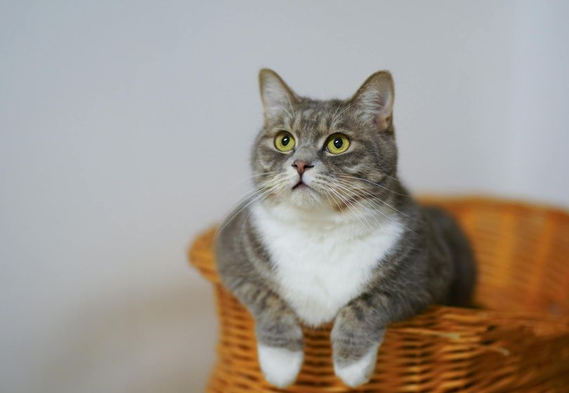 How to Care for a Cat: A Complete Beginner’s Guide