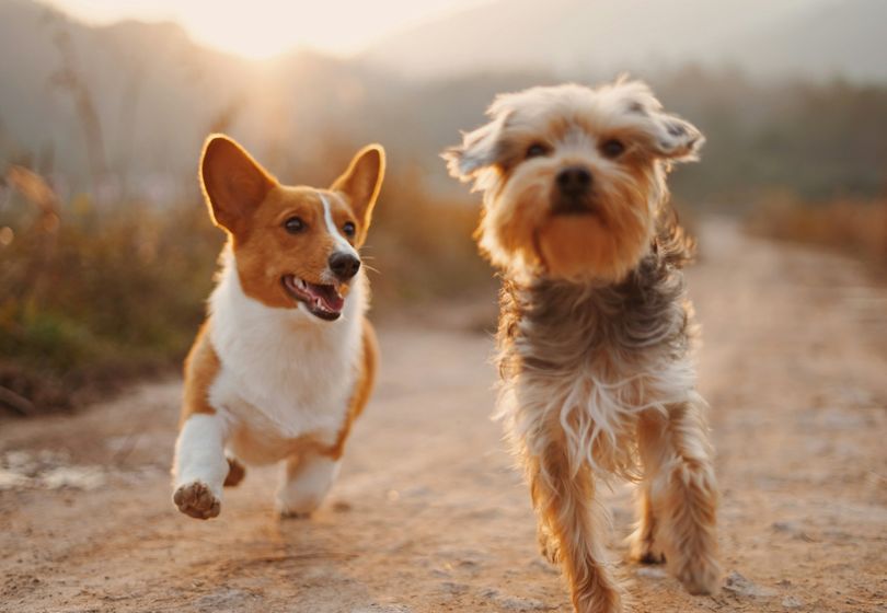 How to Choose the Perfect Pet for Your Family: Expert Tips