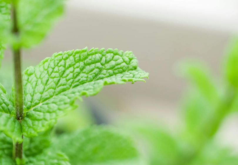 How to Create a Fragrant Garden with Mint, Lemon Balm, and Lavender