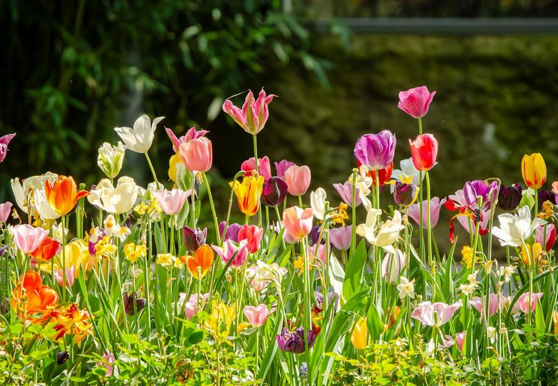 How to Create a Year-Round Blooming Garden: Tips for Choosing the Right Plants