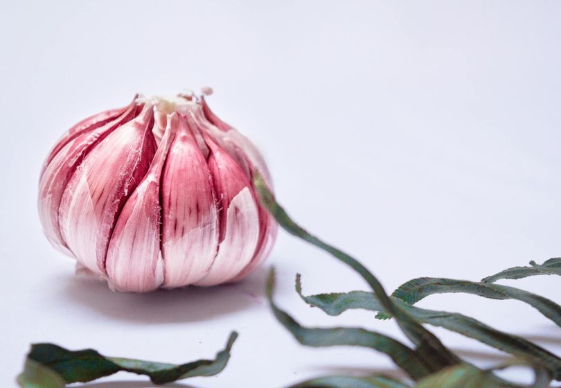 How to Grow Garlic in Your Garden: From Planting to Harvest