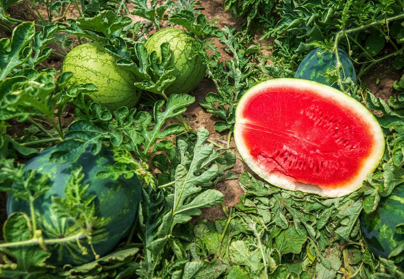 How to Grow Watermelons in Open Ground: Tips for a Consistent Harvest