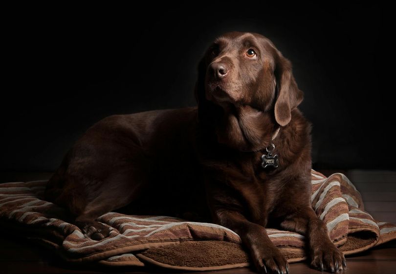 Labrador Health: Special Care Tips for the Most Popular Breed