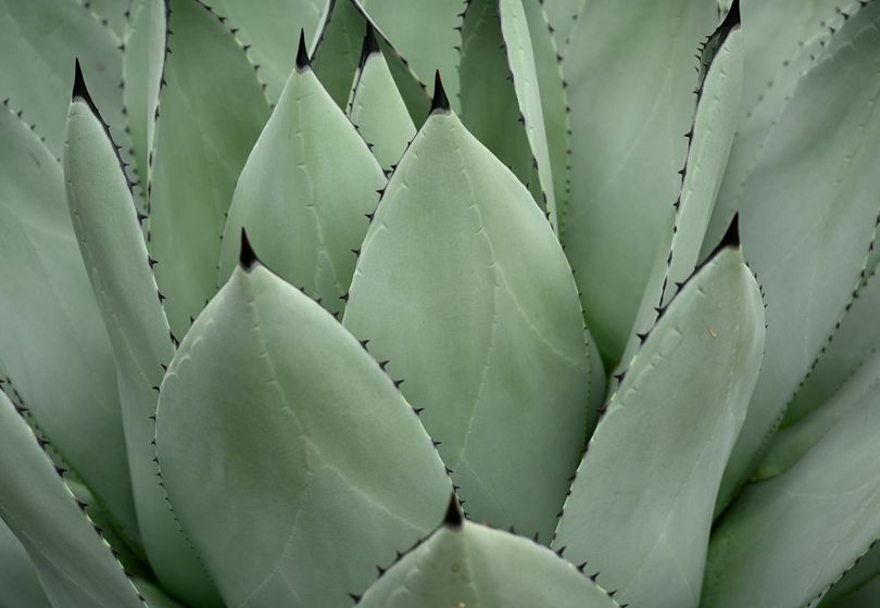Low-Maintenance Plants: Beauty Without the Hassle