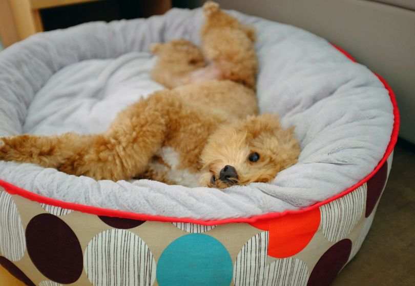 Memory Foam Dog Bed: Premium Comfort for Your Furry Friend