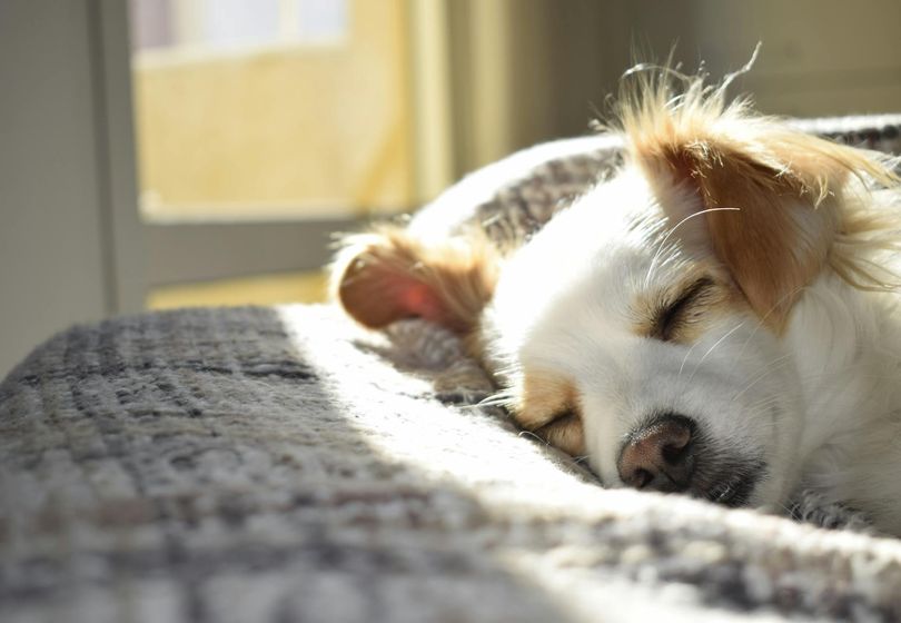 Summer Lovin' for Furry Friends: Optimal Dog Care and Feeding Tips