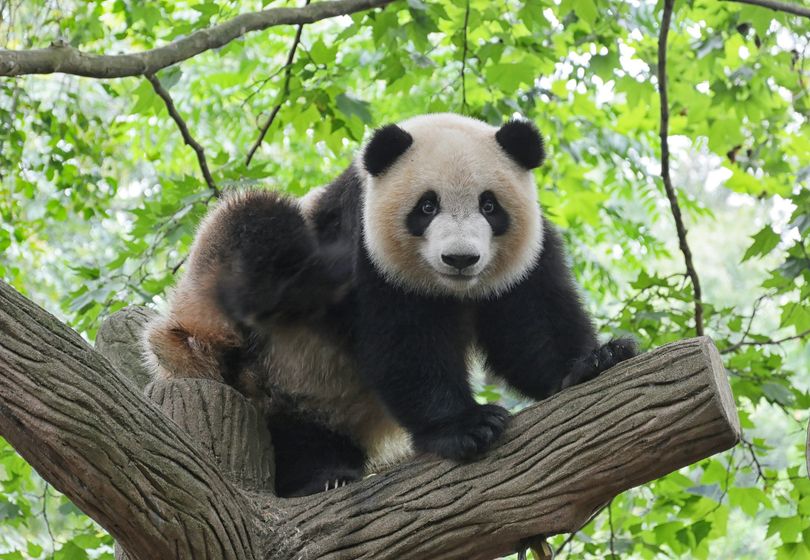 Panda: Why the Bamboo Bear Became a Symbol of Wildlife Protection