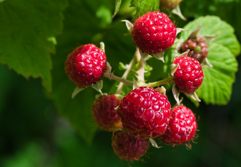 Raspberries That Make Your Neighbors Jealous: Proper Pruning for a Bountiful Harvest