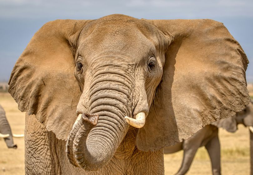 Top 7 Smartest Animals You Didn’t Know About